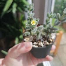 Image result for Delosperma tradescantioides