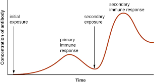 It's the histamine reaction that causes the symptoms of an allergy attack. Overview Of Specific Adaptive Immunity Microbiology