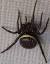 Brown Garden Spiders
