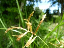 Image result for Cyperus nduru