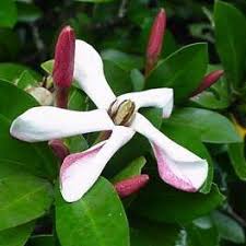 Image result for Hyperacanthus amoenus