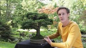 Where To Find Bonsai Trees For Sale Bonsai Empire Bonsai Trees For Sale Bonsai Tree Bonsai