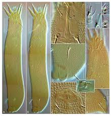 Image result for Carex chlorosaccus