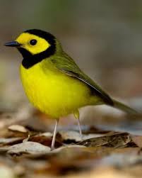 Black Bird With Blue Neck Ontario Hooded Warbler Beautiful Birds Colorful Birds Wild Birds