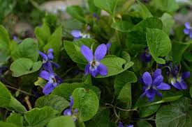Check spelling or type a new query. Purple Flowering Shrubs For Sale Trees Com