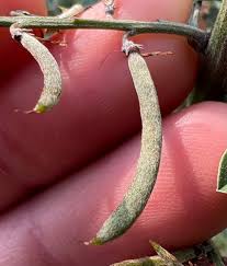 Image result for Indigofera delagoaensis