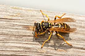 Beware Of Yellow Jackets Garden Talk Al Com
