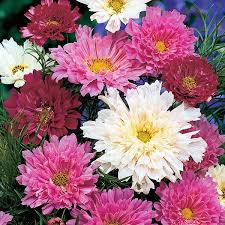 Depending on where you live, zinnias can succumb to powdery mildew during stretches of hot humid weather. 21 Top Cutting Garden Flowers Swallowtail Garden Seeds