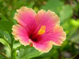 Something Is Eating My Hibiscus Hibiscus Flowers Hibiscus Plant Hibiscus Leaves