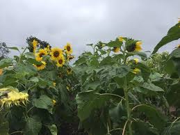 Dengan tarif rp25 ribu saja, kamu bisa berwisata sepuasnya di kebun bunga matahari dan peternakan kuda ini. Peternakan Kuda Jalibar Batu Indonesia Review Tripadvisor