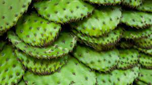 Looking at the cactus plant, we seldom feel like even touching it but some reports say that the leaf of the cactus plant has some health benefits too. 11 Impressive Benefits Of Nopales Nopal Cactus Health Benefits Nutritious Cactus Benefits Health And Nutrition