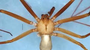 La araña violinista suele esconderse en grietas y rincones de difícil acceso, lugares polvorientos y poco aseados, como bajo los tanques de gas, detrás de cuadros, cornisas, librerías o en los armarios. Como Identificar La Arana Violinista Nativa Valle De Mexico Noticieros Televisa