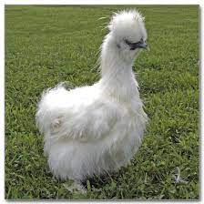 We're the modern farming company reimagining what a flavorful future tastes like. Bantam Silkie Chicks Jm Hatchery Llcjm Hatchery Llc