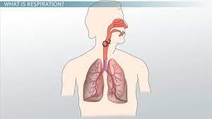 What Is Respiration Definition Process Equation Video Lesson Transcript Study Com