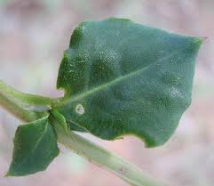Image result for Corbichonia decumbens