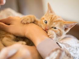 Cats are predators after all, we mustn't forget that! Reasons Why Kittens Scratch And Bite And How To Stop It