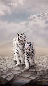 Best Tiger Iphone 8 Wallpapers Hd Ilikewallpaper