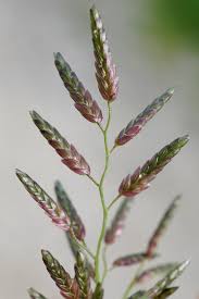 Image result for Pogonochloa