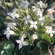 Image result for Kalanchoe marmorata