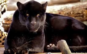 Free Black Panther Animal Wallpaper Black Panther Animal Wallpaper Download Wallpaperuse 1