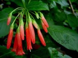 Buy rare & unusual tropical indoor plants online. Iochroma Galleries Brugmansia Growers International
