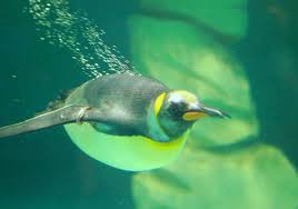 We will provide you with rubber boots for the encounter. Meet Penguins Penguin Encounter At The Mall Of The Emirates In Dubai
