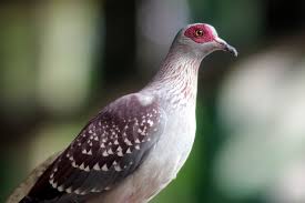 Gambar burung cantik di dunia. 5 Jenis Burung Dara Yang Ada Di Dunia Beserta Ciri Ciri Dan Keunikannya