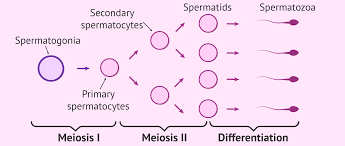 Spermatogenesis | Overview & Process - Lesson | Study.Com