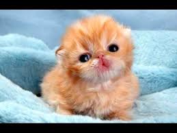 Image result for baby animals