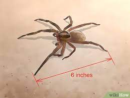 Die brasilianische wanderspinne (phoneutria nigriventer), manchmal auch brasilianische kammspinne oder selten giftige bananenspinne genannt, ist eine spinne aus der familie der kammspinnen (ctenidae). Eine Brasilianische Wanderspinne Erkennen Wikihow