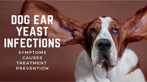 Image result for mold in the ear dog