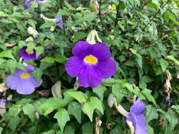 Image result for Thunbergia erecta