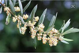 Pin By Elizabeth Aranda On Oh Israel Olive Tree Olives Image Flower Images