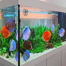 Pin De Ludovica Fantin En Acuarios En 2020 Acuario Discusion