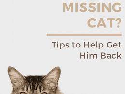 Grant that we may trust in your mercy. 10 Helpful Tips For How To Find A Lost Or Missing Cat Pethelpful