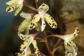 Image result for Disa saxicola