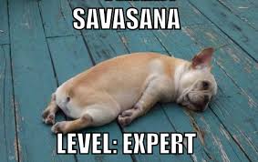 Savasana Level Expert Cute Animals Animals Dog Pictures