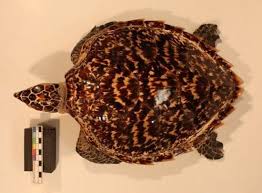 It is constructed of modified bony elements such as the ribs, parts of the pelvis and other bones found in most reptiles. When Plastics Saved Turtles Ucl Researchers In Museums