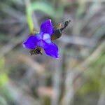 Image result for Aristea abyssinica