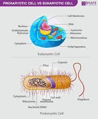 The role and function of the plasma membrane; Differences Between Prokaryotic Cell And Eukaryotic Cell Byju S