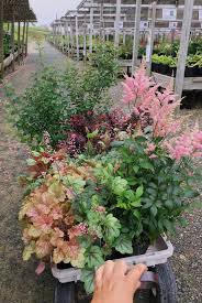 Full sun summer cutting garden perennials. 15 Shade Loving Plants For Your Cutting Garden Lovenfresh