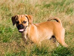 Image result for puggle
