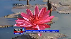 Goreng akar teratai untuk dicelupkan ke saus chutney. Budidaya Bunga Teratai Dan Lotus Di Buleleng Bali Net12 Youtube