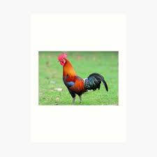 The latest tweets from gamecock art (@gamecockart). Gamecock Art Prints Redbubble