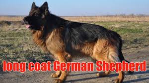 Get a boxer, husky, german shepherd, pug, and more on kijiji, canada's #1 local german shepherd for sale. Show Quality Long Coat German Shepherd Male For Sale Top Quality Long Coat German Shepherd Puppies Youtube