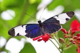 Fromyouflowers.com has been visited by 10k+ users in the past month 11 Top Rated Attractions Things To Do In The Florida Keys Planetware