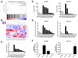 Check spelling or type a new query. Cancers Free Full Text Collagen Induces A More Proliferative Migratory And Chemoresistant Phenotype In Head And Neck Cancer Via Ddr1 Html