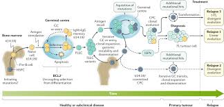 Lymph nodes in the neck. Follicular Lymphoma Nature Reviews Disease Primers