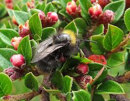 Image result for Bombus sylvestris