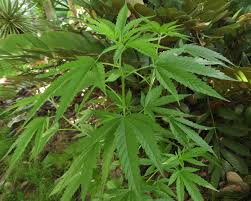 Image result for Cannabis sativa